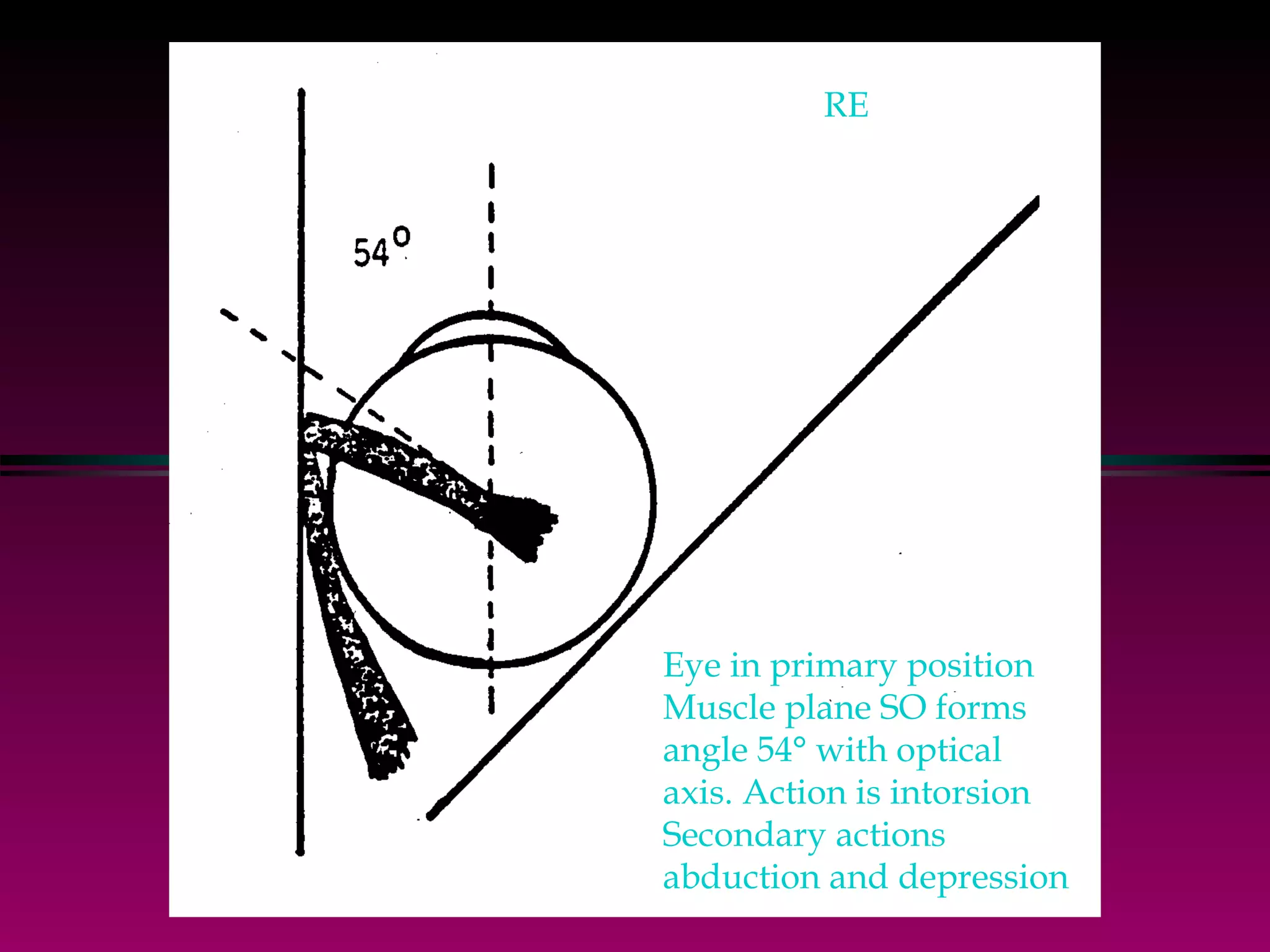 Eye in primary position Muscle plane SO forms  angle 54° with optical  axis. Action is intorsion Secondary actions  abduction and depression RE 