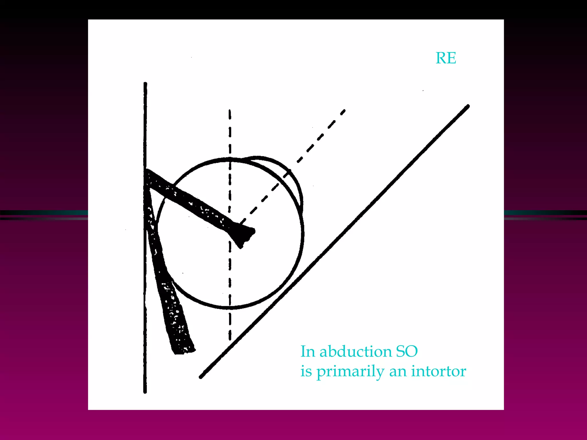 RE In abduction SO  is primarily an intortor 