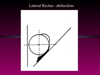 Lateral Rectus : abduction 