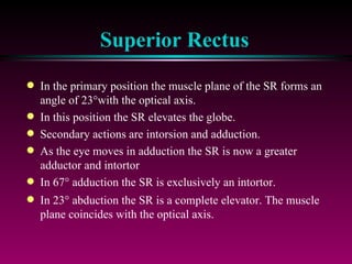 Superior Rectus In the primary position the muscle plane of the SR forms an angle of 23  with the optical axis.  In this position the SR elevates the globe. Secondary actions are intorsion and adduction. As the eye moves in adduction the SR is now a greater adductor and intortor In 67   adduction the SR is exclusively an intortor. In 23   abduction the SR is a complete elevator. The muscle plane coincides with the optical axis. 