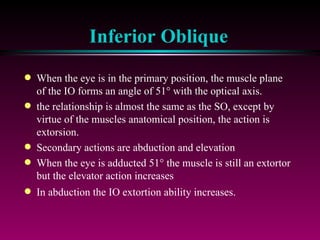 Inferior Oblique When the eye is in the primary position, the muscle plane of the IO forms an angle of 51   with the optical axis.  the relationship is almost the same as the SO, except by virtue of the muscles anatomical position, the action is extorsion.  Secondary actions are abduction and elevation When the eye is adducted 51   the muscle is still an extortor but the elevator action increases In abduction the IO extortion ability increases. 