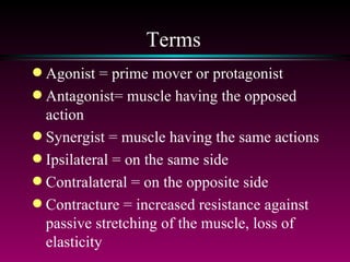 Terms Agonist = prime mover or protagonist Antagonist= muscle having the opposed action Synergist = muscle having the same actions Ipsilateral = on the same side Contralateral = on the opposite side Contracture = increased resistance against passive stretching of the muscle, loss of elasticity  
