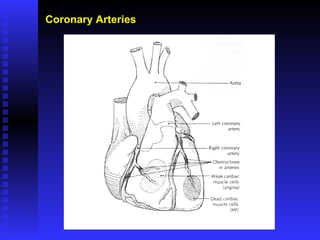 Coronary Arteries 