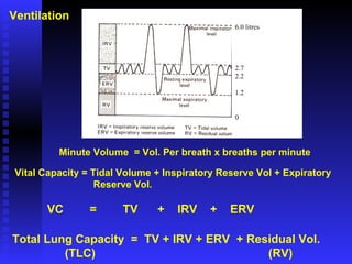 Ventilation Minute Volume  = Vol. Per breath x breaths per minute Vital Capacity = Tidal Volume + Inspiratory Reserve Vol + Expiratory    Reserve Vol.  VC  =  TV  +  IRV  +  ERV Total Lung Capacity  =  TV + IRV + ERV  + Residual Vol. (TLC)   (RV) 6.0 litres 2.7 2.2 1.2 0 
