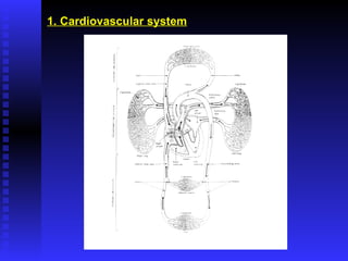 1. Cardiovascular system 