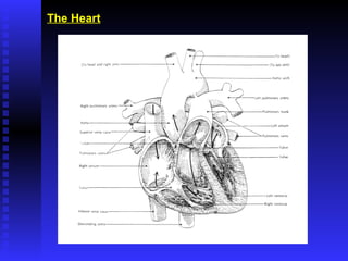 The Heart 