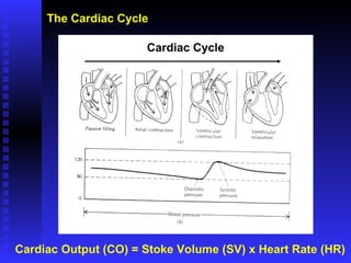 Cardiac Output (CO) = Stoke Volume (SV) x Heart Rate (HR) The Cardiac Cycle Cardiac Cycle 