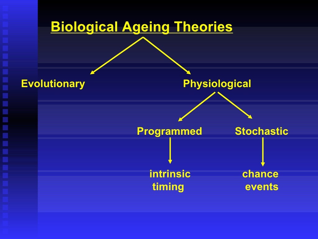 Theories Of Aging