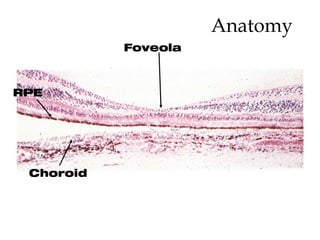 Anatomy Choroid RPE Foveola 