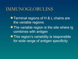 IMMUNOGLOBULINS Terminal regions of H & L chains are the variable regions The variable region is the site where Ig combines with antigen This region’s variability is responsible for wide range of antigen specificity 