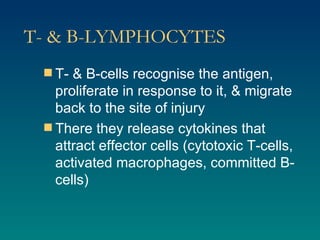 T- & B-LYMPHOCYTES T- & B-cells recognise the antigen, proliferate in response to it, & migrate back to the site of injury There they release cytokines that attract effector cells (cytotoxic T-cells, activated macrophages, committed B-cells) 