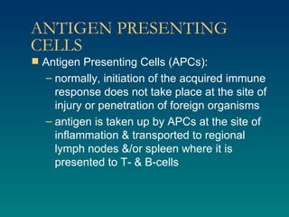 ANTIGEN PRESENTING CELLS Antigen Presenting Cells (APCs): normally, initiation of the acquired immune response does not take place at the site of injury or penetration of foreign organisms antigen is taken up by APCs at the site of inflammation & transported to regional lymph nodes &/or spleen where it is presented to T- & B-cells 