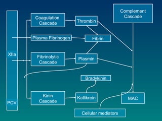 Coagulation  Cascade Fibrinolytic Cascade Kinin Cascade Thrombin Plasmin Kallikrein Plasma Fibrinogen Complement Cascade MAC Bradykinin Fibrin XIIa PCV Cellular mediators 