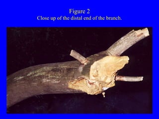Figure 2  Close up of the distal end of the branch.  