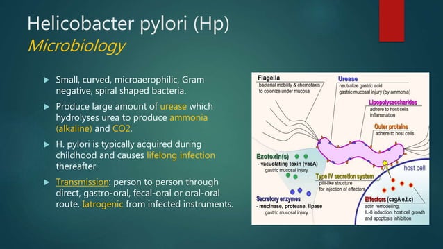 Helicobacter pylori associated Peptic ulcer disease | PPT