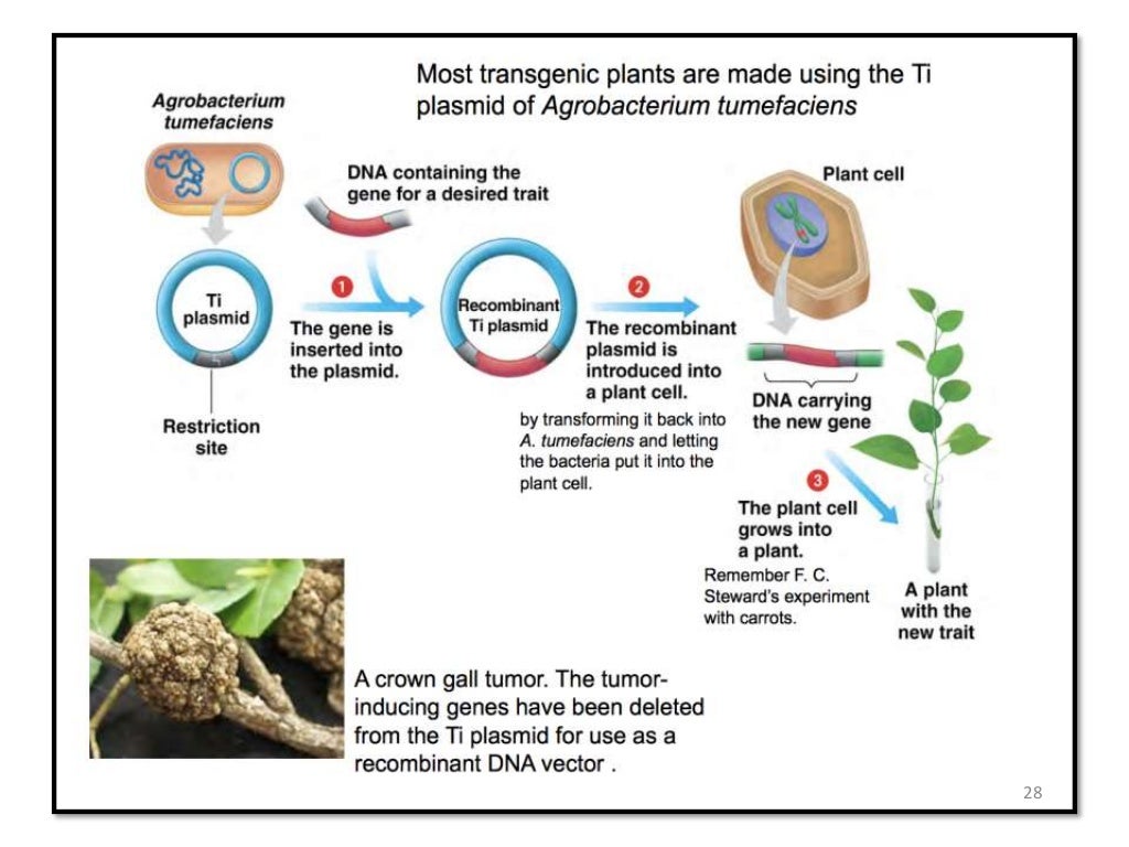 engineering and development of transgenic plants