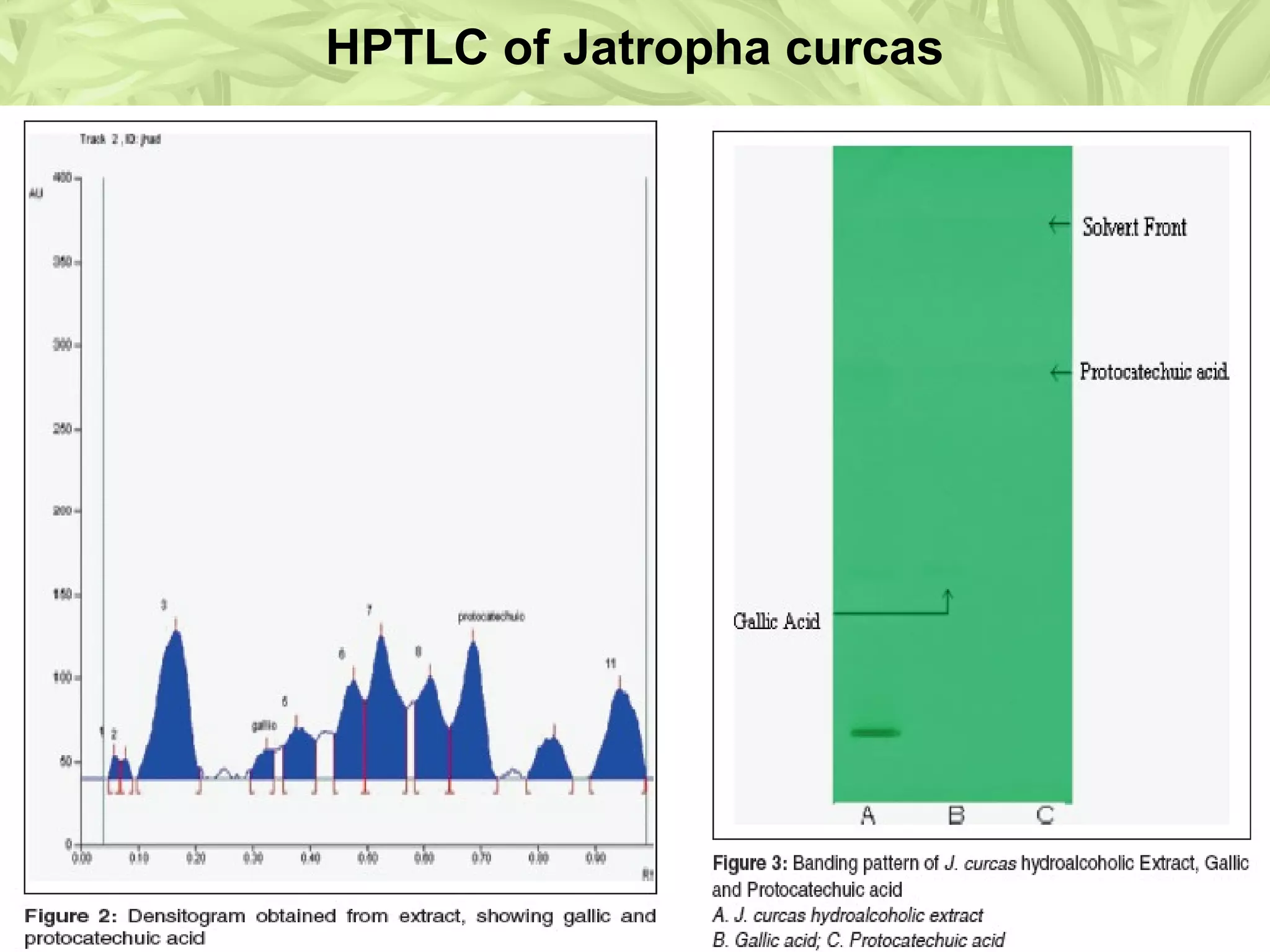 HPTLC of Jatropha curcas
 