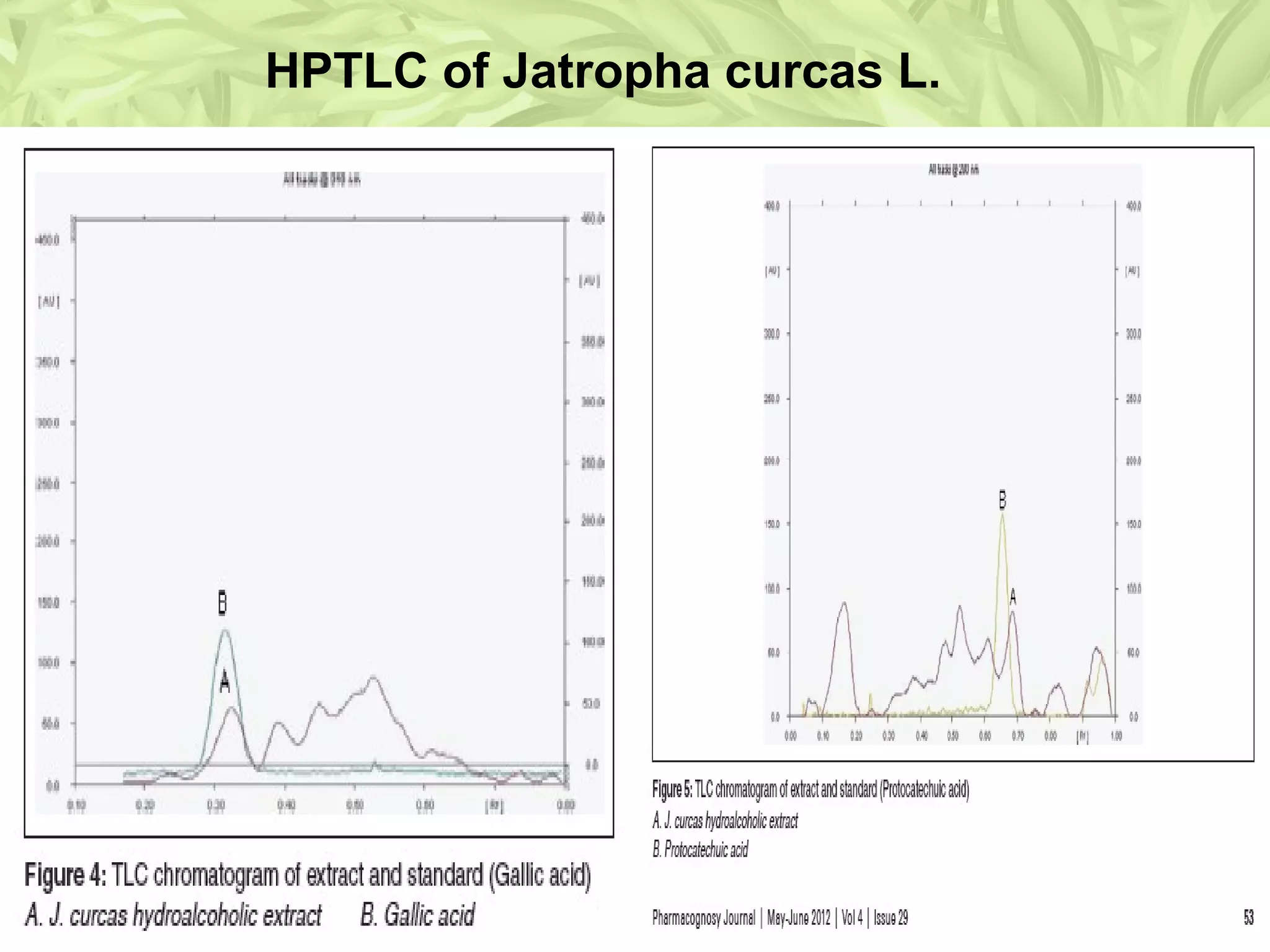 HPTLC of Jatropha curcas L.
 