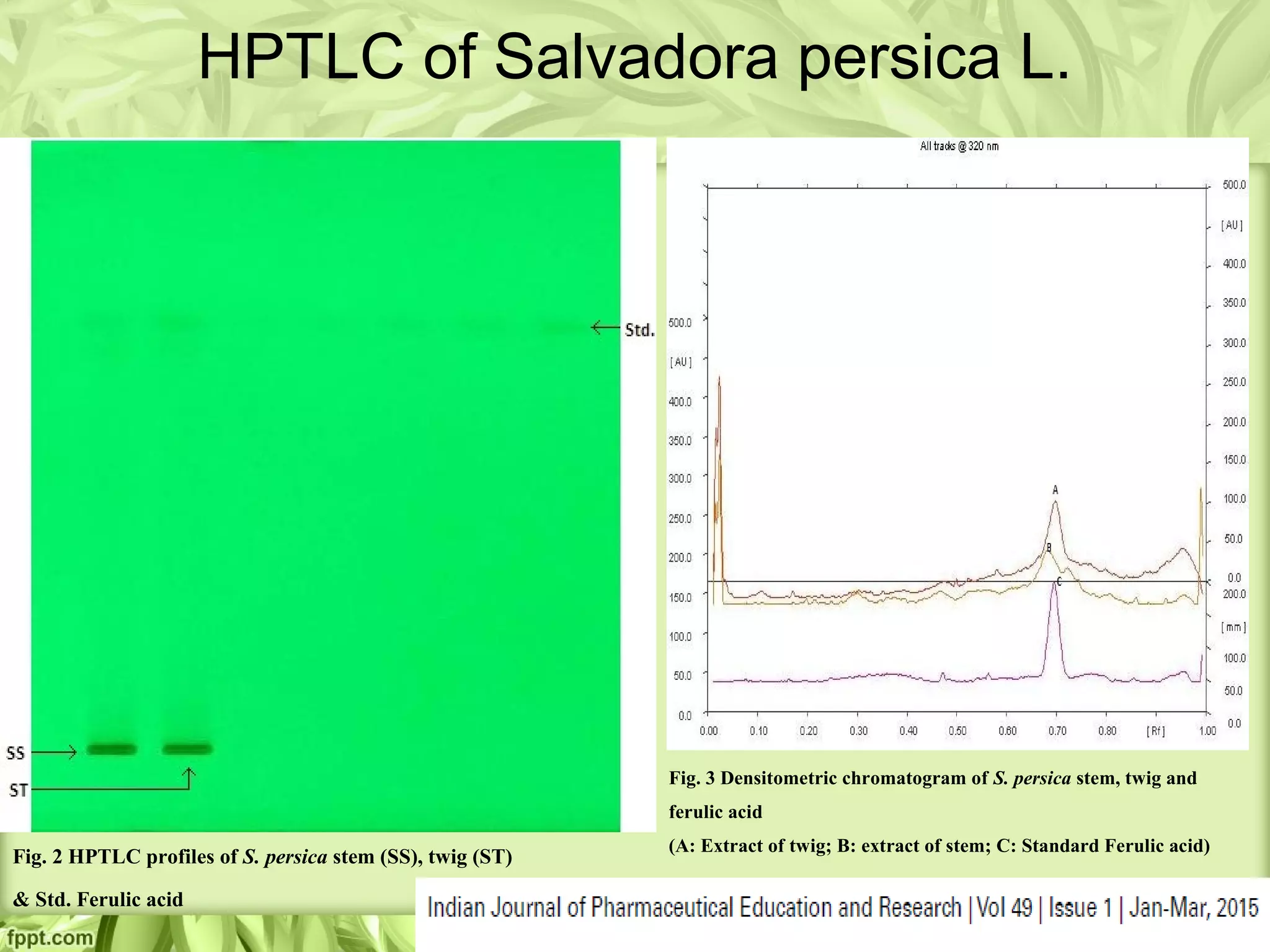 HPTLC of Salvadora persica L.
Fig. 2 HPTLC profiles of S. persica stem (SS), twig (ST)
& Std. Ferulic acid
Fig. 3 Densitometric chromatogram of S. persica stem, twig and
ferulic acid
(A: Extract of twig; B: extract of stem; C: Standard Ferulic acid)
 