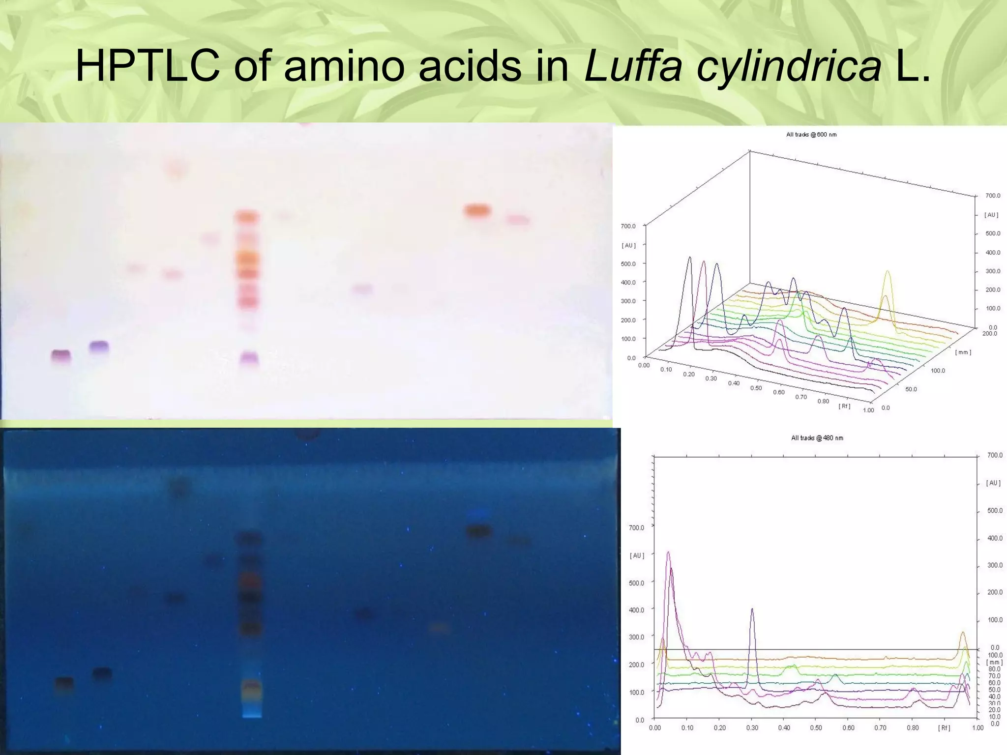 HPTLC of amino acids in Luffa cylindrica L.
 