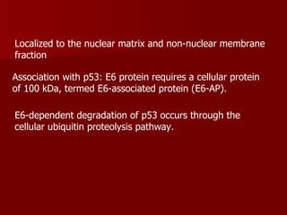 Association with p53: E6 protein requires a cellular protein of 100 kDa, termed E6-associated protein (E6-AP).  E6-dependent degradation of p53 occurs through the cellular ubiquitin proteolysis pathway.  Localized to the nuclear matrix and non-nuclear membrane fraction  