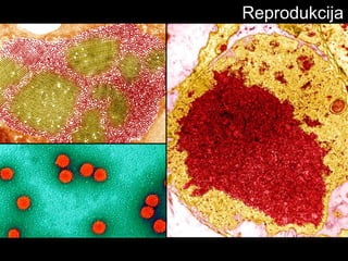 Reprodukcija
 