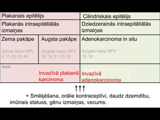 Invazīvā
adenokarcinoma
Plakanais epitēlijs Cilindriskais epitēlijs
Plakanās intraepitēliālās
izmaiņas
Zema pakāpe
Zema riska HPV
6 11 42 43 44
Augsta pakāpe
Augsta riska HPV
16 18 31 33 35
Dziedzerainās intraepitēliālās
izmaiņas
Adenokarcinoma in situ
Augsta riska HPV
16 18
+ Smēķēšana, orālie kontraceptīvi, daudz dzemdību,
imūnais statuss, gēnu izmaiņas, vecums.
Invazīvā plakanā
karcinoma
Retāk
 