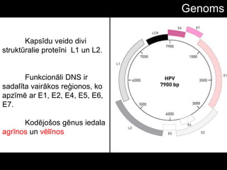 Kapsīdu veido divi
struktūralie proteīni L1 un L2.
Funkcionāli DNS ir
sadalīta vairākos reģionos, ko
apzīmē ar E1, E2, E4, E5, E6,
E7.
Kodējošos gēnus iedala
agrīnos un vēlīnos.
Genoms
 