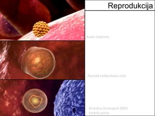 Reprodukcija
Audu tropisms
Parastā endocitozes ceļā
Kinezīnu (transport OBV)
Kodola poras
 