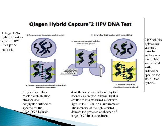 hpv