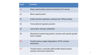 10
Gene Function
L1 Major capsid protein, basis for peventive VLP vaccine
L2 Minor capsid protein
E1 Intiate viral dna replication, helicase and ATPase activity
E2 Transcriptional regulatory protein
E4 Late protein, disrupts cytokeratin
E5 Membrane transforming protein, interacts with specific growth
factor receptor
E6 Transformation, targets degradation of P53, activate
telomerase
E7 Transformation, inactivates pRB and RB related proteins,
activate centrosome duplication
 