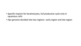 • Specific tropism for keratinocytes, full productive cycle only in
squamous cells
• Hpv genome devided into two regions– early region and late region
 