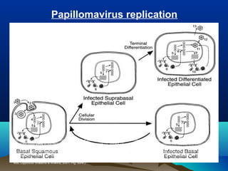 Replication cycle of a papillomavirus. To establish a wart or papilloma, the virus must infect a basal epithelial cell. Our knowledge is limited
about the initial steps in the replication cycle such as attachment (1), uptake (2), endocytosis (3), and transport to the nucleus and uncoating of
the viral DNA (4). Early-region transcription (5), translation of the early proteins (6), and steady-state viral DNA replication (7) all occur in the
basal cell and in the infected suprabasal epithelial cell. Events in the viral life cycle leading to the production of virion particles occur in the
differentiated keratinocyte: vegetative viral DNA replication (8), transcription of the late region (9), production of the capsid proteins L1 and L2
(10), assembly of the virion particles (11), nuclear breakdown (12), and release of virus (13). (From Fields Virology, 4th ed, Knipe & Howley,
eds, Lippincott Williams & Wilkins, 2001, Fig. 65-6.)
Papillomavirus replication
 