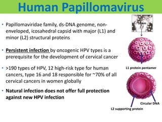 Human Papillomavirus
• Papillomaviridae family, ds-DNA genome, non-
enveloped, icosahedral capsid with major (L1) and
minor (L2) structural proteins
• Persistent infection by oncogenic HPV types is a
prerequisite for the development of cervical cancer
• >190 types of HPV, 12 high-risk type for human
cancers, type 16 and 18 responsible for ~70% of all
cervical cancers in women globally
• Natural infection does not offer full protection
against new HPV infection
L1 protein pentamer
L2 supporting protein
Circular DNA
55 nm
 