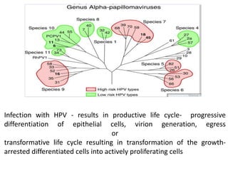 Infection with HPV - results in productive life cycle- progressive
differentiation of epithelial cells, virion generation, egress
or
transformative life cycle resulting in transformation of the growth-
arrested differentiated cells into actively proliferating cells
 