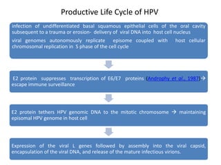 infection of undifferentiated basal squamous epithelial cells of the oral cavity
subsequent to a trauma or erosion- delivery of viral DNA into host cell nucleus
viral genomes autonomously replicate episome coupled with host cellular
chromosomal replication in S phase of the cell cycle
E2 protein suppresses transcription of E6/E7 proteins (Androphy et al., 1987)
escape immune surveillance
E2 protein tethers HPV genomic DNA to the mitotic chromosome  maintaining
episomal HPV genome in host cell
Expression of the viral L genes followed by assembly into the viral capsid,
encapsulation of the viral DNA, and release of the mature infectious virions.
Productive Life Cycle of HPV
 