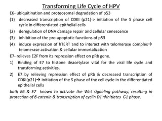Transforming Life Cycle of HPV
E6- ubiquitination and proteosomal degradation of p53
(1) decreased transcription of CDKI (p21)-> initiation of the S phase cell
cycle in differentiated epithelial cells
(2) deregulation of DNA damage repair and cellular senescence
(3) inhibition of the pro-apoptotic functions of p53
(4) induce expression of hTERT and to interact with telomerase complex
telomerase activation & cellular immortalization
E7- relieves E2F from its repression effect on pRb gene.
1) Binding of E7 to histone deacetylase vital for the viral life cycle and
transforming activities.
2) E7 by relieving repression effect of pRb & decreased transcription of
CDKI(p21) initiation of the S phase of the cell cycle in the differentiated
epithelial cells
both E6 & E7 known to activate the Wnt signaling pathway, resulting in
protection of β-catenin & transcription of cyclin D1initiates G1 phase.
 