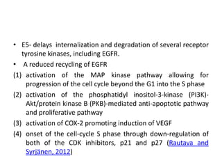 • E5- delays internalization and degradation of several receptor
tyrosine kinases, including EGFR.
• A reduced recycling of EGFR
(1) activation of the MAP kinase pathway allowing for
progression of the cell cycle beyond the G1 into the S phase
(2) activation of the phosphatidyl inositol-3-kinase (PI3K)-
Akt/protein kinase B (PKB)-mediated anti-apoptotic pathway
and proliferative pathway
(3) activation of COX-2 promoting induction of VEGF
(4) onset of the cell-cycle S phase through down-regulation of
both of the CDK inhibitors, p21 and p27 (Rautava and
Syrjänen, 2012)
 