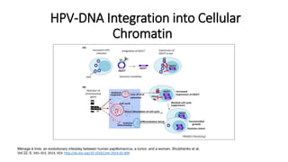 HPV-DNA Integration into Cellular
Chromatin
Ménage à trois: an evolutionary interplay between human papillomavirus, a tumor, and a woman, Shulzhenko et al,
Vol 22, 6, 345–353, 2014, DOI: http://dx.doi.org/10.1016/j.tim.2014.02.009
 