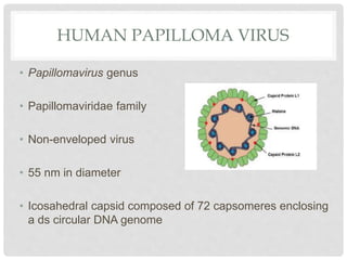 HUMAN PAPILLOMA VIRUS
• Papillomavirus genus
• Papillomaviridae family
• Non-enveloped virus
• 55 nm in diameter
• Icosahedral capsid composed of 72 capsomeres enclosing
a ds circular DNA genome
 