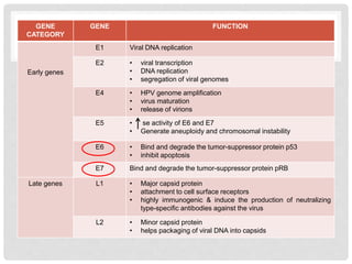 GENE
CATEGORY
GENE FUNCTION
Early genes
E1 Viral DNA replication
E2 • viral transcription
• DNA replication
• segregation of viral genomes
E4 • HPV genome amplification
• virus maturation
• release of virions
E5 • se activity of E6 and E7
• Generate aneuploidy and chromosomal instability
E6 • Bind and degrade the tumor-suppressor protein p53
• inhibit apoptosis
E7 Bind and degrade the tumor-suppressor protein pRB
Late genes L1 • Major capsid protein
• attachment to cell surface receptors
• highly immunogenic & induce the production of neutralizing
type-specific antibodies against the virus
L2 • Minor capsid protein
• helps packaging of viral DNA into capsids
 