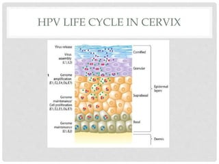 HPV LIFE CYCLE IN CERVIX
 