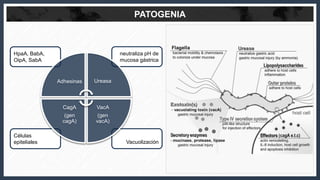 PATOGENIA
HpaA, BabA,
OipA, SabA
Células
epiteliales
neutraliza pH de
mucosa gástrica
Vacuolización
Adhesinas Ureasa
VacA
...