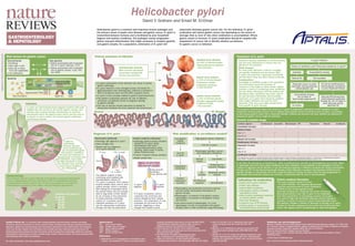 Helicobacter pylori
David Y. Graham and Emad M. El-Omar

Supplement to Nature Publishing Group journals

Helicobacter pylori is a common and important human pathogen and
the primary cause of peptic ulcer disease and gastric cancer. H. pylori is
transmitted between humans and is facilitated by poor household
hygiene and sanitary conditions. The pathogen causes progressive
gastric mucosal inflammation that might eventuate in atrophic gastritis
and gastric atrophy. For a population, elimination of H. pylori will

Risk factors for gastric cancer
Environmental
■ Smoking
■ Diet high in salt
■ Diet low in fresh
fruit and vegetables
■ Iron deficiency
Bacterial

Clinical outcomes of infection
Host genetics
■ Genes associated with increased
risk of H. pylori infection: TLR1
■ Genes associated with increased
risk of gastric cancer: IL1B, TNF,
IL8, PSCA

vacA
VacA

essentially eliminate gastric cancer risk. For the individual, H. pylori
eradication will reduce gastric cancer risk depending on the extent of
damage (that is, level of risk) when eradication is accomplished. Where
gastric cancer is common, H. pylori eradication should be coupled with
assessment of cancer risk to identify whether surveillance
for gastric cancer is indicated.

oipA

cagA

cag PAI

babA and other
adhesin genes

cag-encoded TFSS
Pore formation

BabA etc.

OipA

Infection
H. pylori are spiral-shaped Gram-negative bacteria with polar
flagella that can survive in the human gastric mucosa. The
bacteria have evolved intricate mechanisms to avoid the
bactericidal acid in the gastric lumen and to survive near to,
to attach to, and to subvert the human gastric epithelium
and immune system.

Treatment of H. pylori
Duodenal ulcer stomach
10–15% of infected people
Antral predominant gastritis
Acid secretion

Asymptomatic stomach
Most common phenotype
Nonatrophic pangastritis
Normal acid secretion
Photo

■ H. pylori colonization of the stomach can result in severe
gastric pathology
■ H. pylori infection is the strongest known risk factor for
gastroduodenal ulcer development; infection is present in
95% of duodenal ulcers and 60–80% of gastric ulcers
■ H. pylori is also causally related to gastric adenocarcinoma
■ The pattern of gastritis predicts the risk of different
outcomes, but gastritis tends to progress leading
to gastric atrophy
■ The risk of serious clinical outcomes is related to
interactions between the host, bacteria and environment

Photo

Gastric ulcer stomach
1–12% of infected people
Progressive atrophy
Progressive decrease
in acid secretion

Gastric cancer stomach
1–12% of infected people
Atrophic pangastritis leading
to gastric atrophy
Acid secretion

Normal

Atrophy

H. pylori infection

Treatment requires antibiotics to kill the bacteria
and anti-acid medications to ensure they are
effective in the stomach.
Which therapy?
For most other infections, culture is available
and specific antibiotics can be chosen. With
H. pylori, this approach is generally unavailable
and the doctor must use other factors to decide.
Considerations
Knowledge of antibiotic usage in the population
and information about the presence of
resistance in the region or other similar regions
provides a basis for considering some antibiotics
and not others. Discussion with the patient and
identifying which antibiotics have been used in
the past provides information about possible
resistance, as H. pylori often becomes resistant
when single antibiotics are used for other
infections. Their prior use might exclude them
from specific H. pylori therapy.

History of antibiotic use? Previously treated for H. pylori?
Available

Susceptibility testing

Tailored Rx

Not available

Treatment naive: no prior
macrolide, fluoroquinolone,
metronidazole use
Concomitant therapy
for 14 days or
best locally approved Rx

Rx failure

At risk for clarithromycinmetronidazole resistance
or prior treatment failure

Bismuth-PPI-tetracyclinemetronidazole quadruple
therapy for 10–14 days or
best alternate locally
approved Rx

All consensus statements agree that whenever H. pylori is diagnosed it should be cured if possible. H. pylori
eradication reduces gastric cancer risk. In regions where gastric cancer is common, such as Japan, it is prudent
to also assess gastric cancer risk to ascertain whether marked risk remains and, thus, whether surveillance for
subsequent gastric cancer might be indicated.

Current available drugs
Antibiotic regimen*

Clarithromycin

Amoxicillin

Metronidazole PPI

Bismuth

Levofloxacin

–

–

–

–

–

–

–

Concomitant (14 days)

Tetracycline

–

–

Hybrid (14 days)

Risk stratiﬁcation: is surveillance needed?

Diagnosis of H. pylori
H. pylori is
transmitted
between humans
and is facilitated by
poor household hygiene
and sanitary conditions.
As such, the bacterium is
disappearing in societies with
good sanitation, clean water
and high standards of living,
but remains most common
where these conditions
are still lacking.

Epidemiology

The incidence rate of H. pylori infection is far greater in resource-constrained
areas, including South America and Africa, than in industrialized countries
including North America and the UK. Of note, the prevalence of H. pylori in
industrialized countries is often higher among immigrant populations.

Incidence of H. pylori (%)
20–30
31–40
41–50
70–80
81–90

Noninvasive (preferred)
■ Serology: IgG against H. pylori
■ Stool antigen test
■ Breath test for diagnosis
of H. pylori infection
13

C Urea

Urease

CO2 in breath

13

CO2
+
NH3

Invasive (requires endoscopy)
■ Histology: gastric biopsy samples
stained for H. pylori using
haematoxylin and eosin,
immunohistochemistry, silver
staining, Genta stain or alcian
yellow–toluidine blue
■ Culture of gastric biopsy samples
■ Rapid urease test
Biopsy samples from
the stomach antrum
Urea and pH
indicator
(e.g. phenol red)

CO2
in blood
13

The patient is given a drink
containing urea labelled with
nonradioactive carbon-13.
If H. pylori is present, their urease
enzyme breaks down urea to form
carbon dioxide, which is exhaled.
After taking the urea-based drink,
the patient blows into the sample
tube or bag which is then tested
for an increase in the proportion
of carbon dioxide containing
carbon-13. A positive result
indicates presence of H. pylori
and the appropriate eradication
therapy can then be prescribed.

Aptalis Pharma Inc. is a privately held, leading specialty pharmaceutical company providing

PPI	
PSCA	
TFSS	
TLR1	
TNF	

For more information, visit www.aptalispharma.com.

H. pylori
positive

If H. pylori is present, urea is
converted into ammonia and
carbon dioxide by their urease
enzymes. The breakdown of urea
increases the pH level of the
solution, triggering a colour
change from yellow to pink.

Abbreviations

innovative, effective therapies for unmet medical needs including cystic fibrosis and gastrointestinal
disorders. Aptalis has manufacturing and commercial operations in the United States, the European
Union and Canada. Aptalis also formulates and clinically develops enhanced pharmaceutical and
biopharmaceutical products for itself and others using its proprietary technology platforms including
bioavailability enhancement of poorly soluble drugs, custom release profiles, and taste-masking/orally
disintegrating tablet (ODT) formulations.

H. pylori
negative

proton pump inhibitor
prostate stem cell antigen
type IV secretion system
Toll-like receptor 1
tumour necrosis factor

References
1.	Malfertheiner, P. et al. Management of Helicobacter pylori 		
	 infection—the Maastricht IV/ Florence Consensus Report.	 	

Low gastric
cancer
incidence

High gastric cancer incidence

Days 1–7

–

Days 8–14
Bismuth (10–14 days)

Test for H. pylori
Pepsinogen testing in serum
and eradication treatment
Normal
levels

Low levels
Endoscopy for
atrophic changes

Eradication
treatment
No
atrophy
Confirm
eradication
success

–

–

Clarithromycin‡ (14 days)

No follow-up
required

Moderate–severe
atrophy
Surveillance

■ Pepsinogens are proteolytic stomach enzymes
and are useful noninvasive biomarkers of
gastric atrophy
■ Pepsinogen I is present in the gastric corpus;
pepsinogen II is present in the gastric corpus
and antrum
■ Low serum levels of pepsinogen I or a low
pepsinogen I:II ratio is associated with gastric
atrophy, which is then confirmed using endoscopy

	 European Helicobacter Study Group. Gut 61, 646–664 (2012).
	 Latest Maastricht Guidelines consensus paper, relevant to
	 diagnosis, treatment and indications for treatment.
2. Cancer Research UK. Stomach cancer incidence [online]
	http://www.cancerresearchuk.org/cancer-info/cancerstats/world/	
	 stomach-cancer-world/ (2011).
3. The Helicobacter Foundation. Epidemiology [online]
	 http://www.helico.com/?q=Epidemiology (2013).
4. Amieva, M. & El-Omar, E. M. Host–bacterial interactions of 		
	 Helicobacter pylori infection. Gastroenterology 134, 306–323 (2008).

–
–

–

–

–

–

–

–

–

–

–

–

–

–

Sequential (14 days)
§

Days 1–7

Test for
H. pylori

–

–

Days 8–14
Levoﬂoxacin|| (14 days)

–
–

–

*All regimens are useful as tailored therapies when treating based on known antibiotic susceptibility patterns. ‡Limited to low clarithromycin-resistance
areas (<5%). §Limited to low metronidazole-resistance areas (<20%). ||Limited to low fluoroquinolone-resistance areas (<5%).

In the USA, the prevalence of resistance is ~15% to clarithromycin and 25% to metronidazole, but is much higher
in individuals who have taken those antibiotics for other infections. If susceptibility of the pathogen is known, a
number of regimens will be effective. If not, the preferred regimens in Western countries are 14-day concomitant
therapy and 10–14 day bismuth-quadruple therapy. Choice depends on patient and physician preference and
specific allergies or interactions with other drugs the patient is taking. As failure does not stop progression of
the disease and treatment failures are common, a noninvasive test for cure is recommended.

Indications for eradication

■ Confirmed H. pylori infection
■ Peptic ulcer disease
■ Gastric MALT lymphoma
■ First-degree relative of patient
with gastric cancer
■ After curative endoscopic resection
of primary gastric cancer
■ Non-ulcer dyspepsia
■ Long-term use of PPI therapy
■ Chronic aspirin or nonsteroidal
anti-inflammatory drug therapy

5. Polk, D. B. & Peek, R. M. Jr. Helicobacter pylori: gastric
	 cancer and beyond. Nat. Rev. Cancer 10, 403–414
	(2010).
6. Mayerle, J. et al. Identification of genetic loci associated with 	
	 Helicobacter pylori serologic status. JAMA 309, 1912–1920
	(2013).
7. Graham, D. Y., Lee, Y.-C. & Wu, M.-S. Rational Helicobacter pylori 	
	 therapy: Evidence-based medicine rather than medicine-based 	
	evidence. Clin. Gastroenterol. Hepatol. http://dx.doi.org/10.1016/
	j.cgh.2013.05.028.

Future medical therapies

The cause of gastric cancer is known
—H. pylori infection. The Japanese government
approved population-wide H. pylori eradication
in 2013 as part of their gastric cancer
prevention programme. Hopefully, this action will prompt
other governments to ask why H. pylori is not eradicated
from their populations. In developing countries, the burden
of H. pylori is high and reinfection following curative therapy is
common. A vaccine to prevent H. pylori would potentially solve
this problem. Despite a number of attempts to develop an H. pylori
vaccine for humans, progress has been slow and funding has been
scarce. We eagerly await a breakthrough to make this possible.

Affiliations and acknowledgements

Michael E. DeBakey Veterans Affairs Medical Center, 2002 Holcombe Boulevard, Houston, TX 77030, USA
(D. Y. Graham). Division of Applied Medicine, Institute of Medical Sciences, School of Medicine & Dentistry,
Aberdeen University, Foresterhill, Aberdeen AB25 2ZD, UK (E. M. El-Omar).
Edited by Katherine Smith. Designed by Laura Marshall.
The poster content is peer reviewed, editorially independent and the sole responsibility of Nature
Publishing Group.
© 2013 Nature Publishing Group.
http://www.nature.com/nrgastro/posters/helicobacterpylori

 
