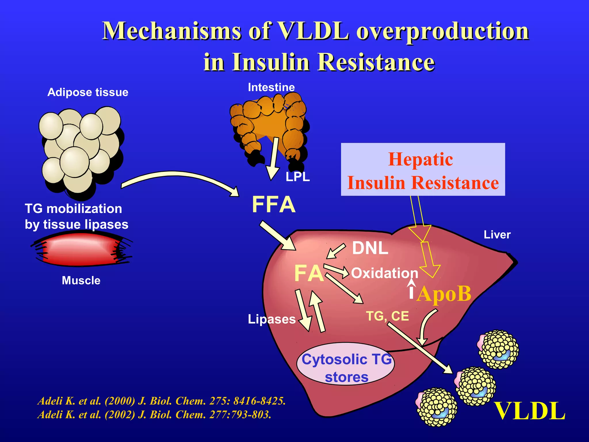 FFA
FA
VLDL
DNL
Adipose tissue
Muscle
Liver
Intestine
TG mobilization
by tissue lipases
TG, CE
ApoB
Cytosolic TG
stores
Oxidation
Lipases
LPL
Mechanisms of VLDL overproductionMechanisms of VLDL overproduction
in Insulin Resistancein Insulin Resistance
Hepatic
Insulin Resistance
Adeli K. et al. (2000) J. Biol. Chem. 275: 8416-8425.
Adeli K. et al. (2002) J. Biol. Chem. 277:793-803.
 