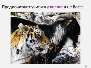 37
Предпочитают учиться у коллег а не босса.
 