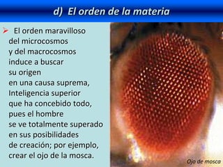  El orden maravilloso
del microcosmos
y del macrocosmos
induce a buscar
su origen
en una causa suprema,
Inteligencia superior
que ha concebido todo,
pues el hombre
se ve totalmente superado
en sus posibilidades
de creación; por ejemplo,
crear el ojo de la mosca.
d) El orden de la materia
Ojo de mosca
 