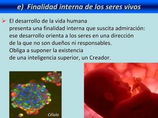 e) Finalidad interna de los seres vivos
 El desarrollo de la vida humana
presenta una finalidad interna que suscita admiración:
ese desarrollo orienta a los seres en una dirección
de la que no son dueños ni responsables.
Obliga a suponer la existencia
de una inteligencia superior, un Creador.
Célula
 