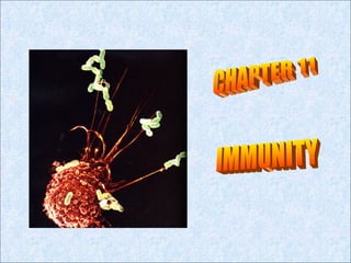 CHAPTER 11 IMMUNITY 