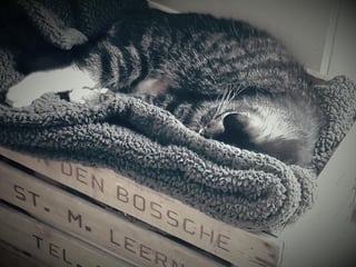 KRISTEL VANDENBOSSCHE
Bron foto: https://vandaagindegeschiedenis.nl/29-september/Bron foto: https://vandaagindegeschiedenis.nl/29-september/
 